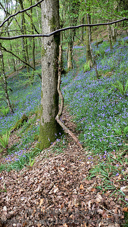 HRS 8875 Low Nibthwaite, bluebell wood L1140459