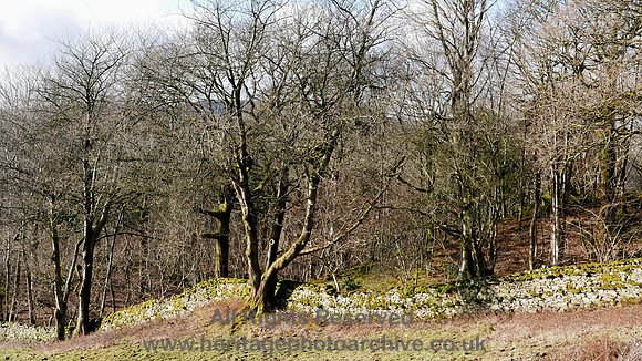 HRS 9057 Witherslack area, dry stone wall enclosing woodland L7710298
