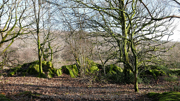 HRS 9059 Witherslack, the green rocks L7710301