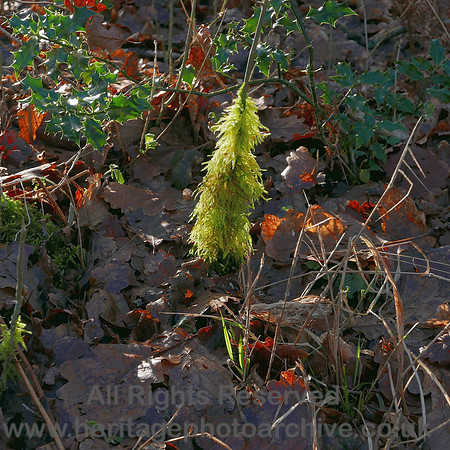 HRS 9065 Witherslack winter sunshine L7710314