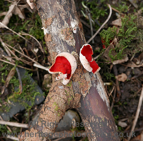 HRS 9069 Whitbarrow,  near Rawson's Farm Scarlet Elf cup fungus L7710335
