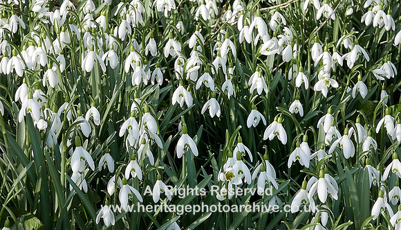 Snowdrops, Cark in Cartmel L7710358