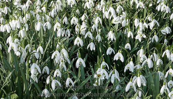 Snowdrops, Cark in Cartmel L7710358