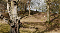 HRS 9080 Holker, Deer watch L7710345