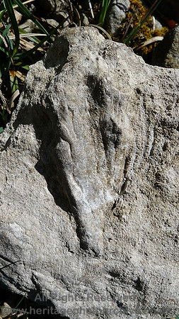 HRS 9083 Lithostrotion Whitbarrow east side L1130360