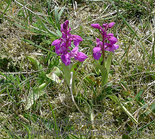 HRS 9089 Whitbarrow summit Common Spotted Orchid (Dactylorhiza fuchsii)
