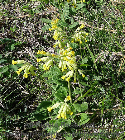 HRS 9094 Whitbarrow, Oxlip spp L1130397