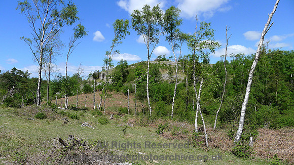 HRS 9099 Whitbarrow, trees and cliff SD 457858 L1130411