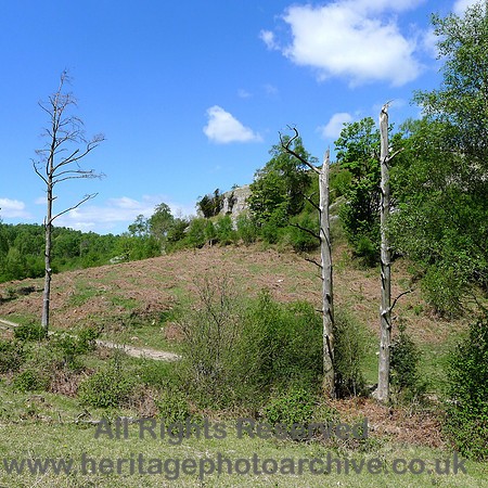 HRS 9100 Whitbarrow -skeleton trees SD 457858 L1130412
