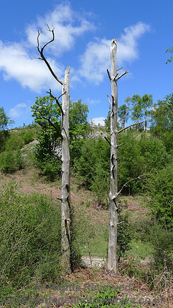 HRS 9101 Whitbarrow, Naked trees SD 457858 L1130415
