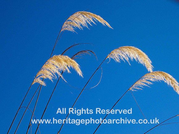 HRS 572 Pampas Grass Newborough