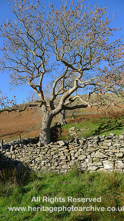 HRS 9853 Barbondale, old tree L1180710