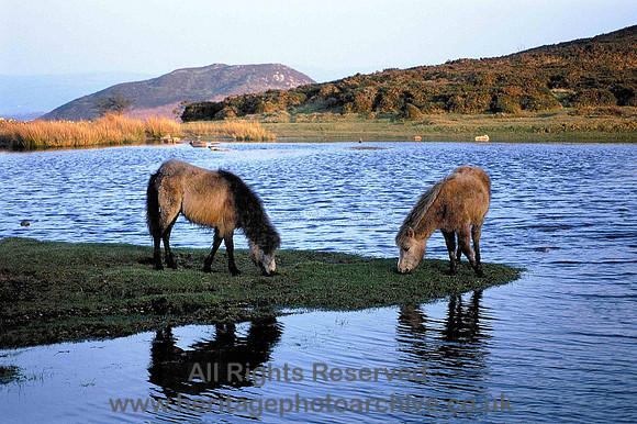 HRS 1771 Horses on Conwy Mountain drinking