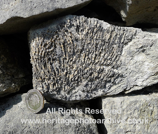 HRS 9244 Orton, Fossil corals in wall