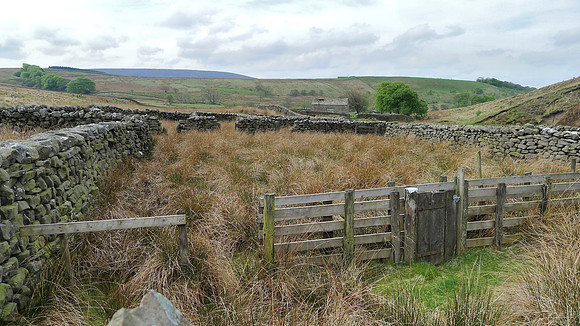 HRS 9304 Tarnbrook, Pea Carr barn, sheep fold looking southward L1170395