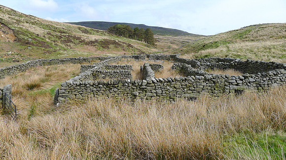 HRS 9309 Tarnbrook, Pea Carr barn, sheepfold looking NNE L1170394