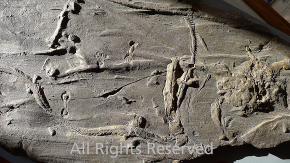 HRS 2328 Carboniferous, Trace fossil trilobite trails, Bowland reef knolls