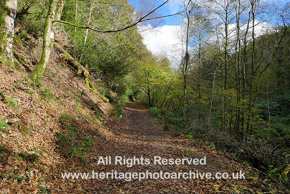 HRS 9845 Barbondale, woodland walk L1180688