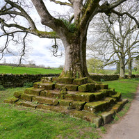 HRS 8950 Great Ormside, tree lower section close up L1150413