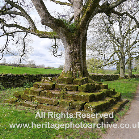 HRS 8950 Great Ormside, tree lower section close up L1150413
