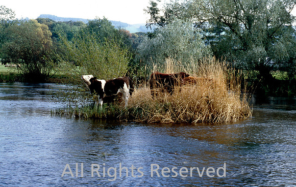 Stranded cattle below Pooley bridge
