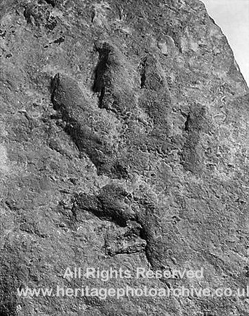 HRS 759 Permo-trias, Chirotherium cast