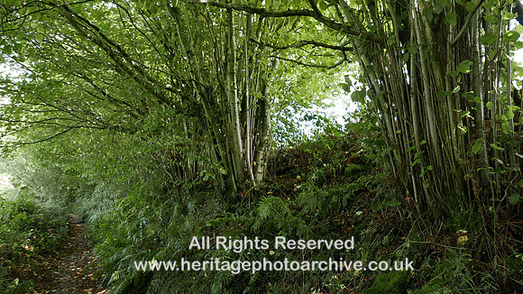 HRS 9531 Backbarrow, Trundle Brow, coppiced trees L7720408