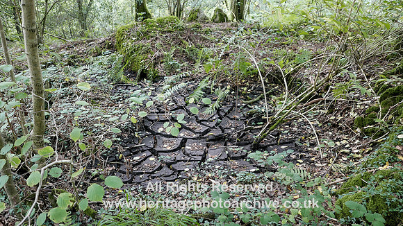 HRS 9533 Haverthwaite, woods cracked mud drought July Aug 2018 L7720433