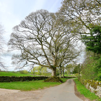 HRS 8949 Great Ormside, Great tree full capture L1150412