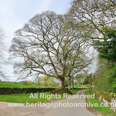 HRS 8949 Great Ormside, Great tree full capture L1150412