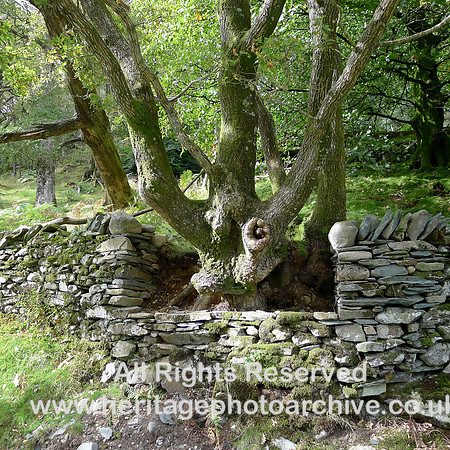 HRS 8687 Little Langdale, Oak tree and wall L1180472