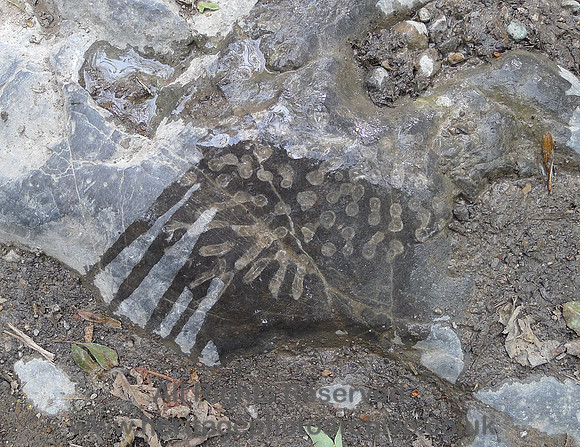 HRS 9720 Whitbarrow, The Howe, coral, Urswick limestone, Gillbirks Quarry L1180531