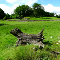 HRS 10585 Skelwith Bridge, Loughrigg, tree trunk L1110430