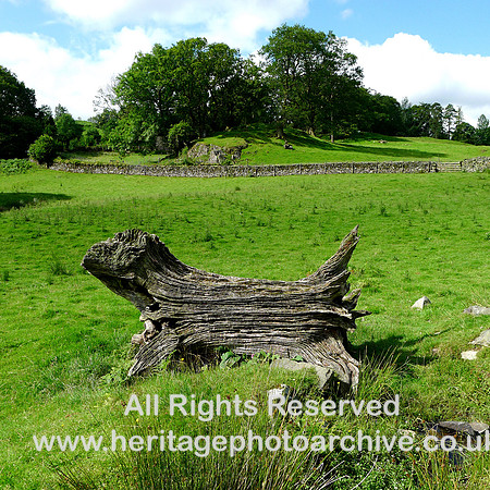 HRS 10585 Skelwith Bridge, Loughrigg, tree trunk L1110430