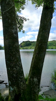 HRS 10583 Skelwith Bridge, Loughrigg Tarn, the V Tree L1110421