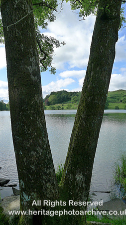 HRS 10583 Skelwith Bridge, Loughrigg Tarn, the V Tree L1110421