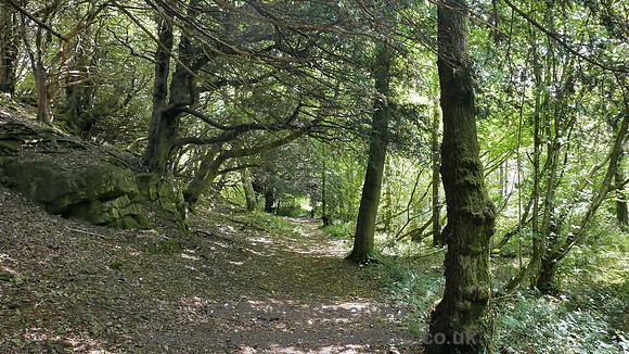 HRS 9786 Haverthwaite, Roudsea Wood 2018  L7720306