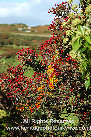 HRS 881 Autumn berries, Llanlleiana area