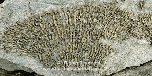 HRS 762 Carboniferous, Syringopora coral, Great Orme, Llandudno Sep 200
