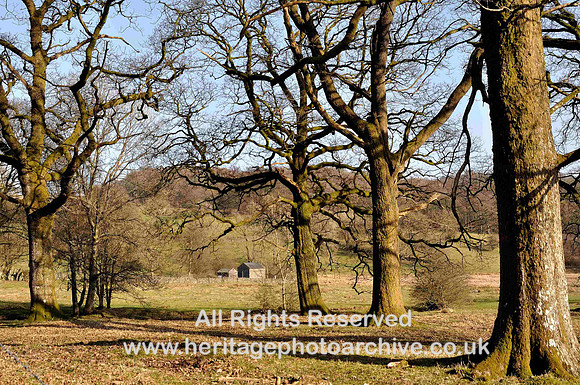 HRS 1375 Hawkshead, Esthwaite Water, Old trees 2011