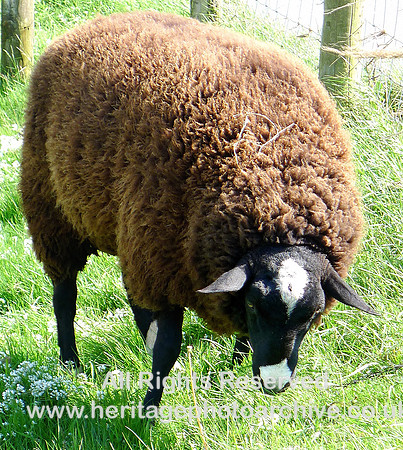 HRS 6987 Herdwick with attitude