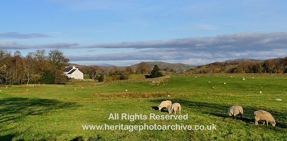 HRS 9956 Cartmel, Speel Bank area 2018 L1180864