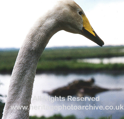 HRS 10877 WWT, Martin mere, Bewick swan