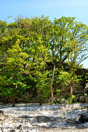 HRS 6992 Silverdale, Trees on limestone
