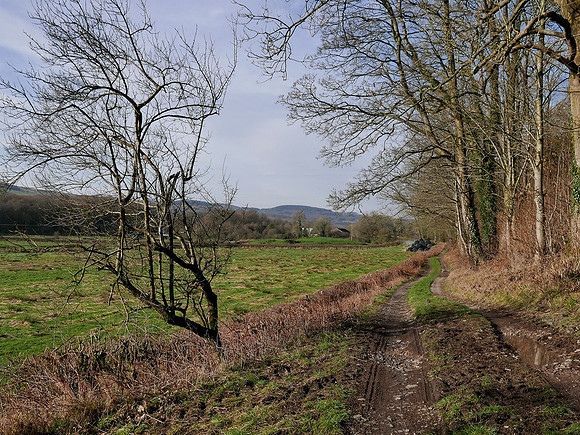 HRS 100071 Witherslack, Nicholls Moss, near caves 2019 L7740087