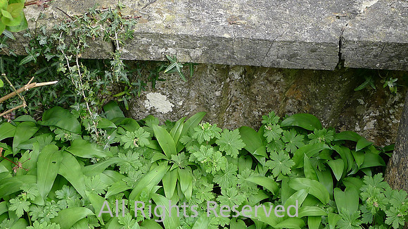 Lindale, Church of St Paul, tomb with Urswick limestone pavement L1190152