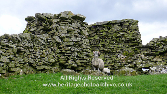 HRS 8457 Bannisdale 'beacon' tower ruin with sheep