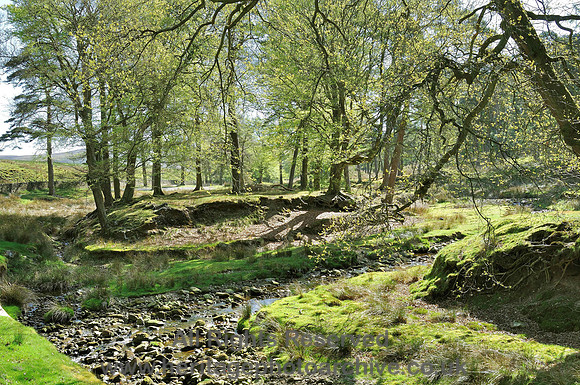 HRS 1539 Trough of Bowland Road