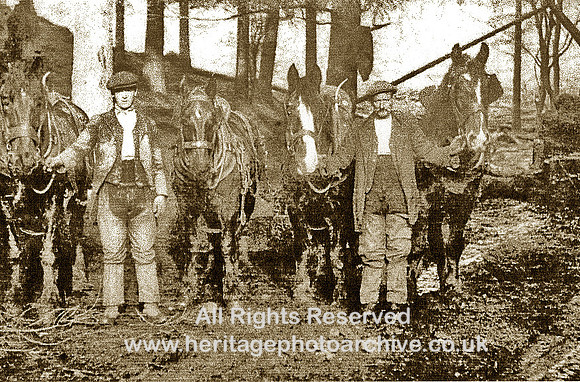 Woodland workers, sniggers