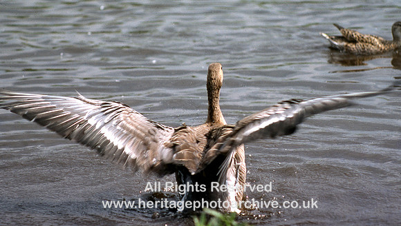 HRS 10876 WWT, Martin Mere, Bewick swan